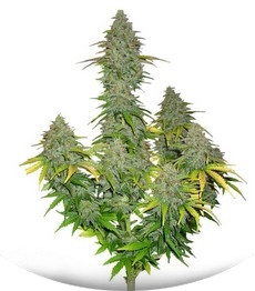 Fast Bud Auto fem (Sweet Seeds)