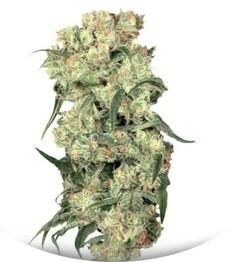 Freddy's Best fem (Dutch Passion)