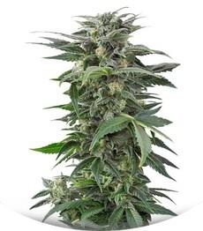 Haze XXL Autoflowering fem (Dinafem Seeds)