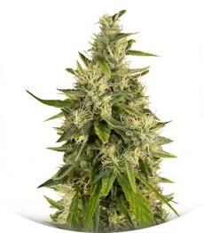 Trainwreck regular (Humboldt Seeds)