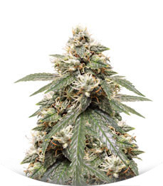 Auto Lemon Kix (Auto Lemon Zkittle) fem (Dutch Passion)