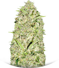 Auto Parmesan (Auto Cheese) fem (Victory Seeds)