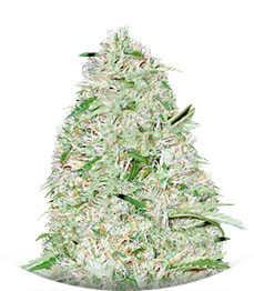 Auto Super Mazar fem (Victory Seeds)