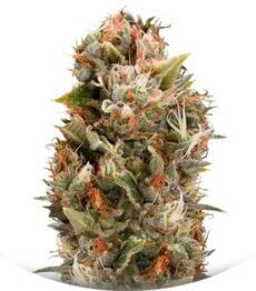 Chemdawg regular (Humboldt Seeds)