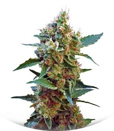 Cream Mandarine XL Auto fem (Sweet Seeds)