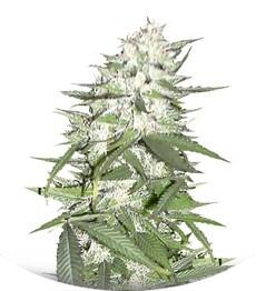 Early Top Skunk fem (Bulk Seed Bank)