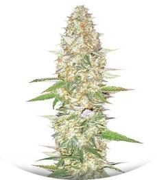 Perfect Power Plant fem (Bulk Seed Bank)