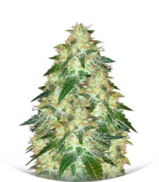 Russian Snow fem (Vision Seeds)