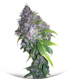 Auto Ak fem (Grass-O-Matic)