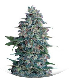 Hashberry regular (Mandala Seeds)
