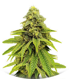 Purple OG Punch fem (Dutch Passion)