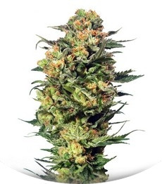 Armata Skunk fem (Dutch Passion)