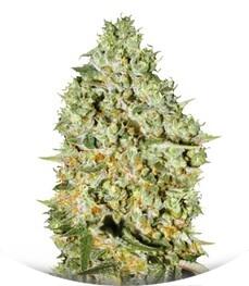 Critical fem (Bulk Seed Bank)