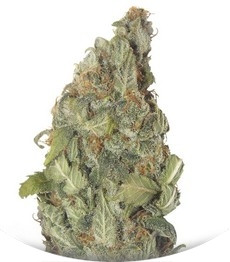 Chernobyl auto fem (Russian Genetic)