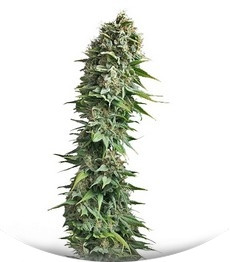 Fruit Spirit fem (RQS)