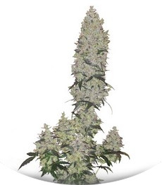 Mohan Ram Auto fem (Sweet Seeds)