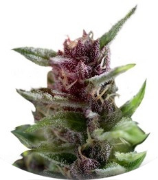 Shaman regular (Dutch Passion)