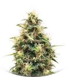 Somango XL fem (RQS)