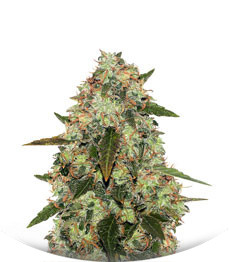 Aurora Green Auto fem (Sumo Seeds)