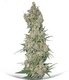 Far Out fem (Mandala Seeds)