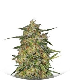 Royal Highness fem (RQS)