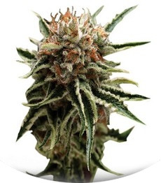 Shark fem (Pyramid Seeds)