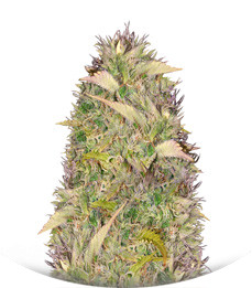 Silver Haze fem (Vision Seeds)