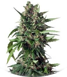 Taiga #2 fem (Dutch Passion)