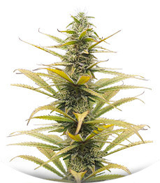 Auto Bruce Lemon Diesel fem (Dutch Passion)