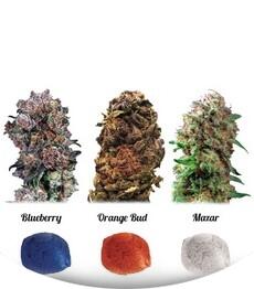 Colour Mix 4 fem (Dutch Passion)