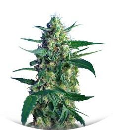 NYC Diesel Auto (Ice Cool Auto) fem (Sweet Seeds)