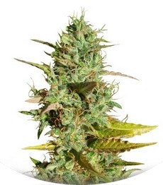 Mazar regular (Dutch Passion)