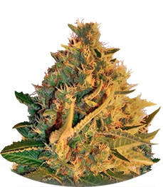 Shot Adrenaline Auto fem (Samsara Seeds)