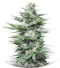 Sour Diesel #2 regular (Humboldt Seeds)