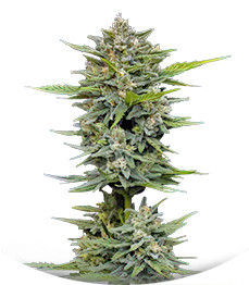 Vanilla Latte Auto fem (Humboldt Seed Company)