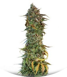 Blueberry Headband fem (Humboldt Seed Organization)