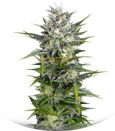 Pineapple Skunk fem (Humboldt Seeds)