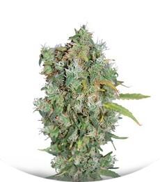 Burmese Kush regular (TH Seeds)