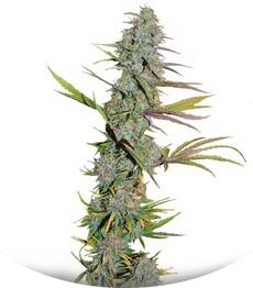 LA Confidential fem (DNA Genetics)