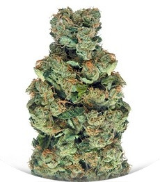 Sour Diesel (Sativa's Sour Diesel) fem (Nirvana Seeds)