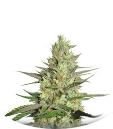 Special Queen 1 fem (RQS)