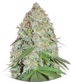 White Widow Original fem (Sumo Seeds)