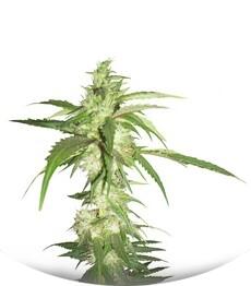 LA Confidential regular (DNA Genetics)