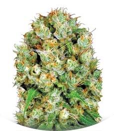 Sour Diesel fem (Bulk Seed Bank)