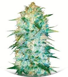 Auto Amnezia Haze fem (Bulk Seed Bank)