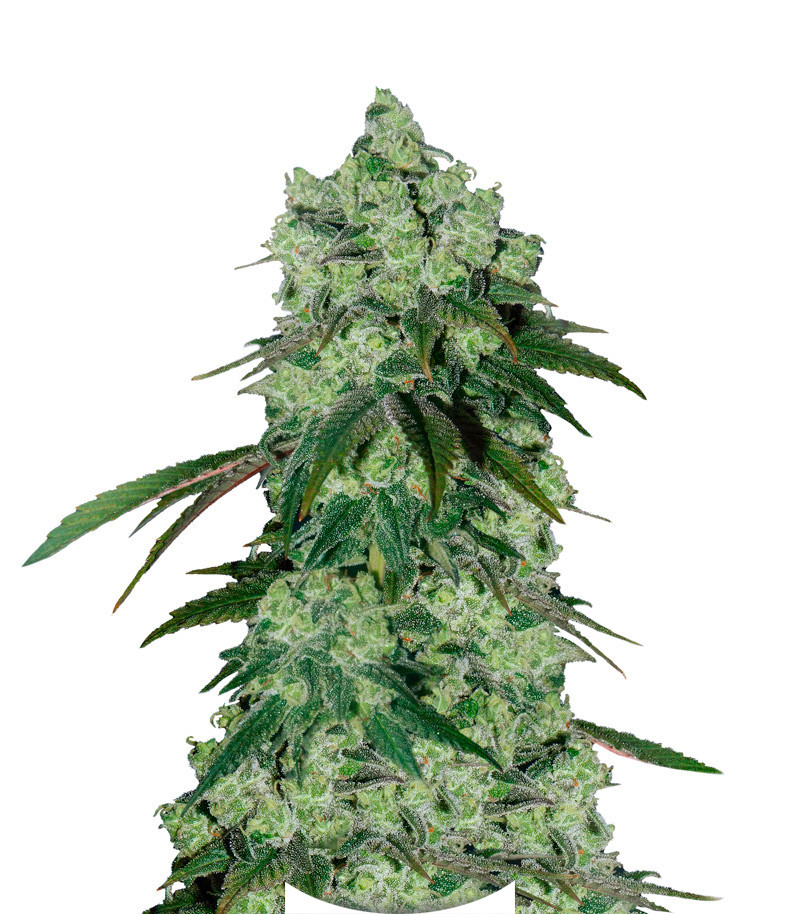 Canadian Kush 2.0 fem (Medical Seeds)