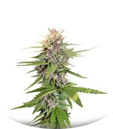 Hollands Hope fem (Dutch Passion)