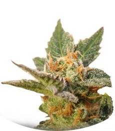 Kritic 70 Auto fem (Kannabia Seeds)