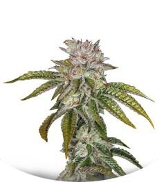 MK Ultra Kush fem (TH Seeds)