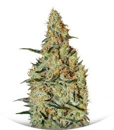 New's Haze fem (Bulk Seed Bank)